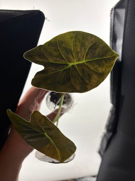 alocasia golden bone aurea C