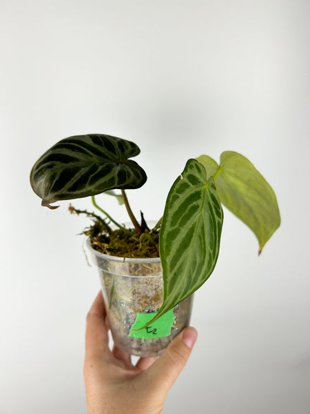 Anthurium silver blush E2