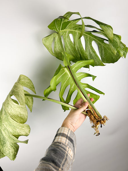 Monstera mint - large plant lightly rooted