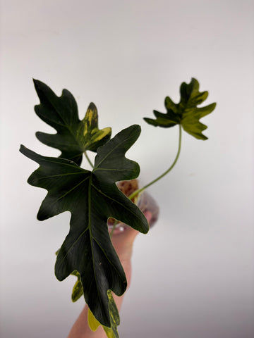 Philodendron thaumatophyllum java beauty