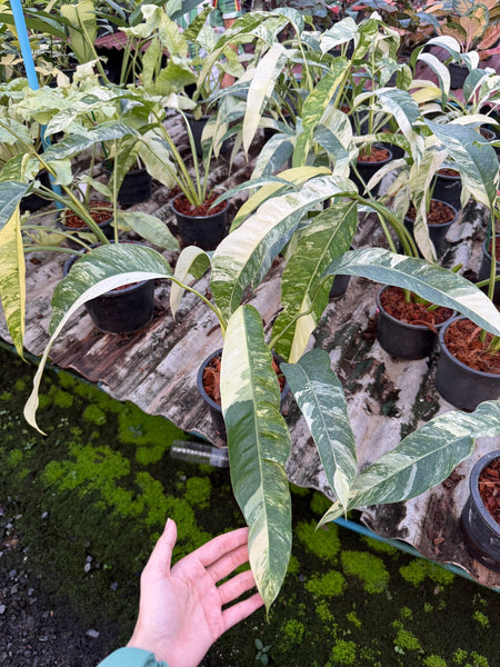 Epipremnum giganteum variegated