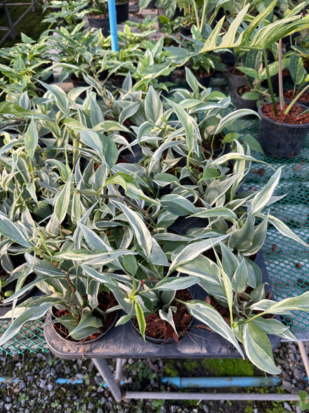 Philodendron rio