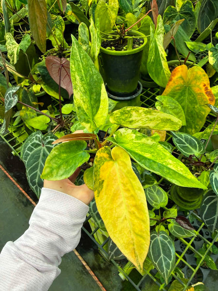 Anthurium FT HB var(RT 01)
x FGT HB var(LA 01) (Thailand) unacclimated