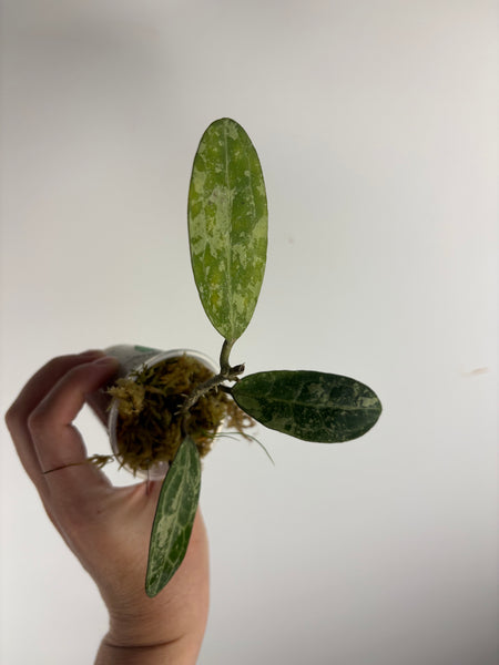hoya elliptica splash C