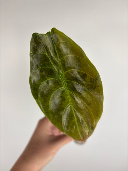 Alocasia cuprea latte