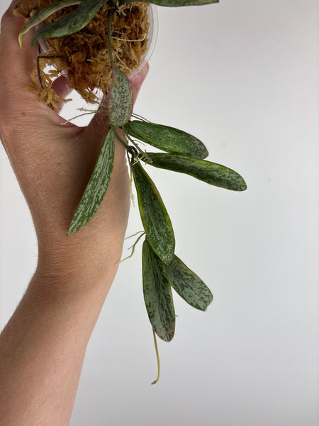 Hoya sigillatis albomarginata