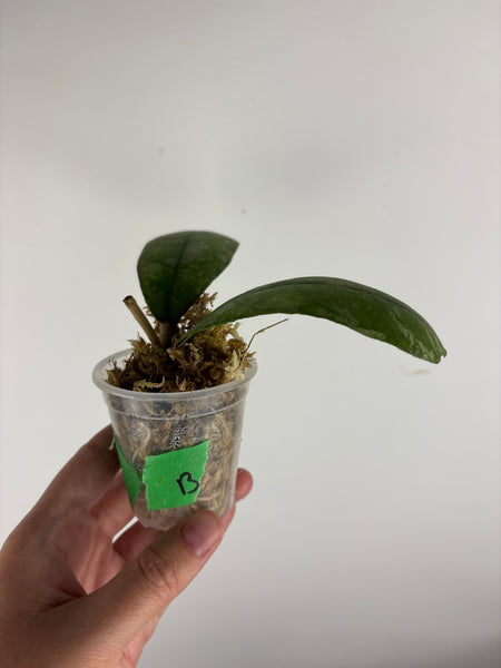 Hoya sp. (Northern Sumatra) silver splash B