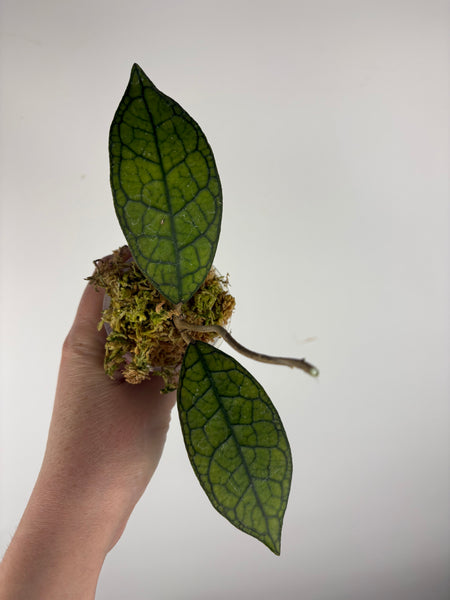 Hoya clemensiorum aceh A