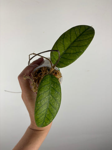 Hoya Meredithii Sp Aceh 1B