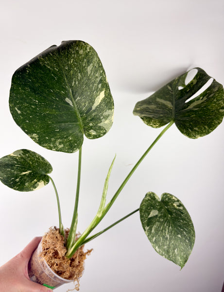 Monstera deliciosa green snow D