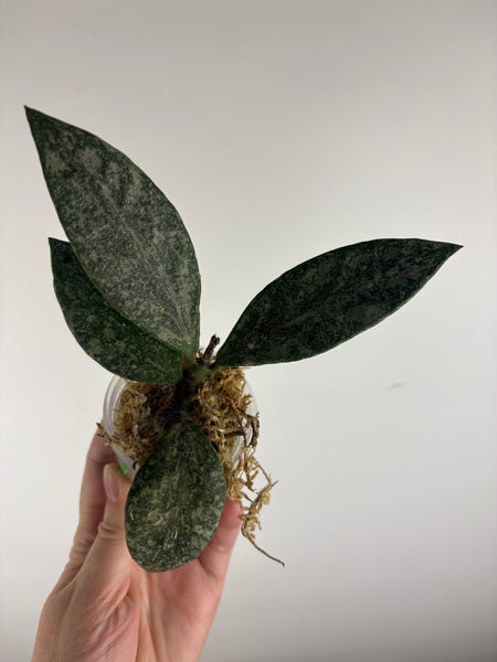 Hoya rundumensis silver splash B