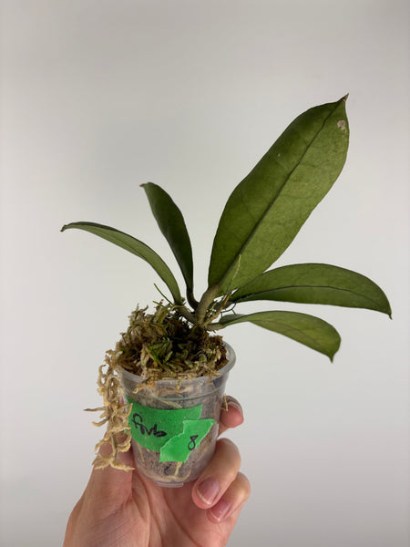 Hoya aff forbesii silver 8