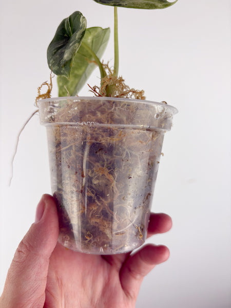 Alocasia Bisma platinum albo variegated