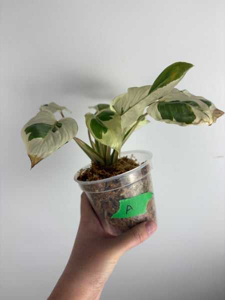 Homalomena rubescens stardust mutation