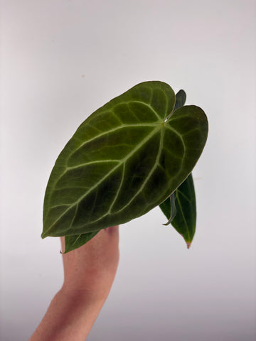 Anthurium blue papi x crystallinum 2