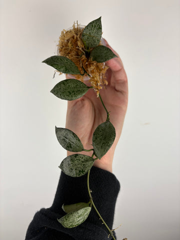 hoya lacunosa moonshine B