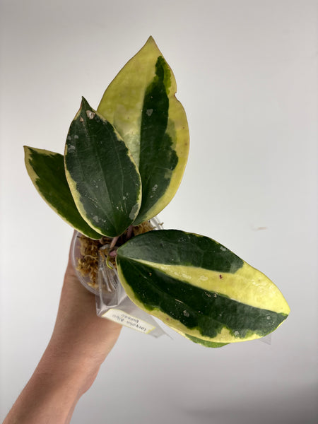 hoya latifolia albomarginata A