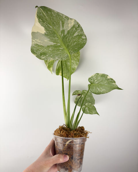 Monstera deliciosa green snow B