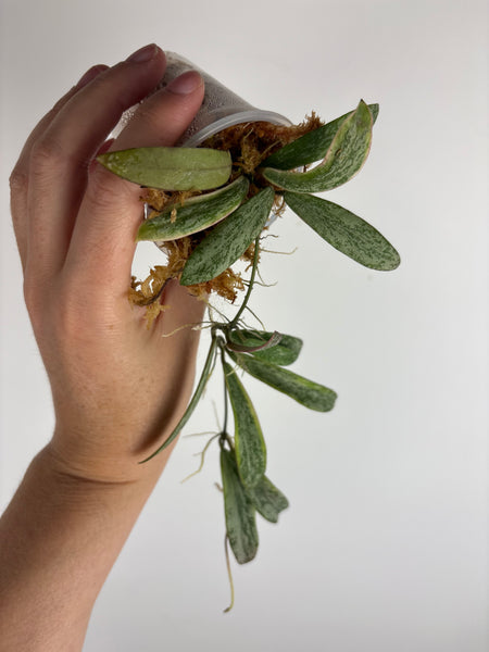 Hoya sigillatis albomarginata