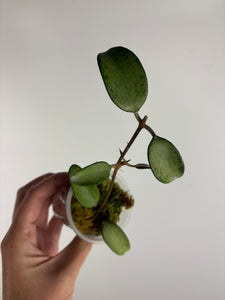 hoya snow cui silver D