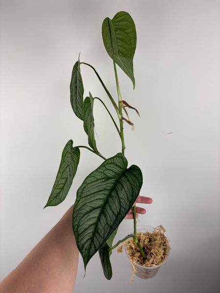 monstera siltepecana el salvador A
