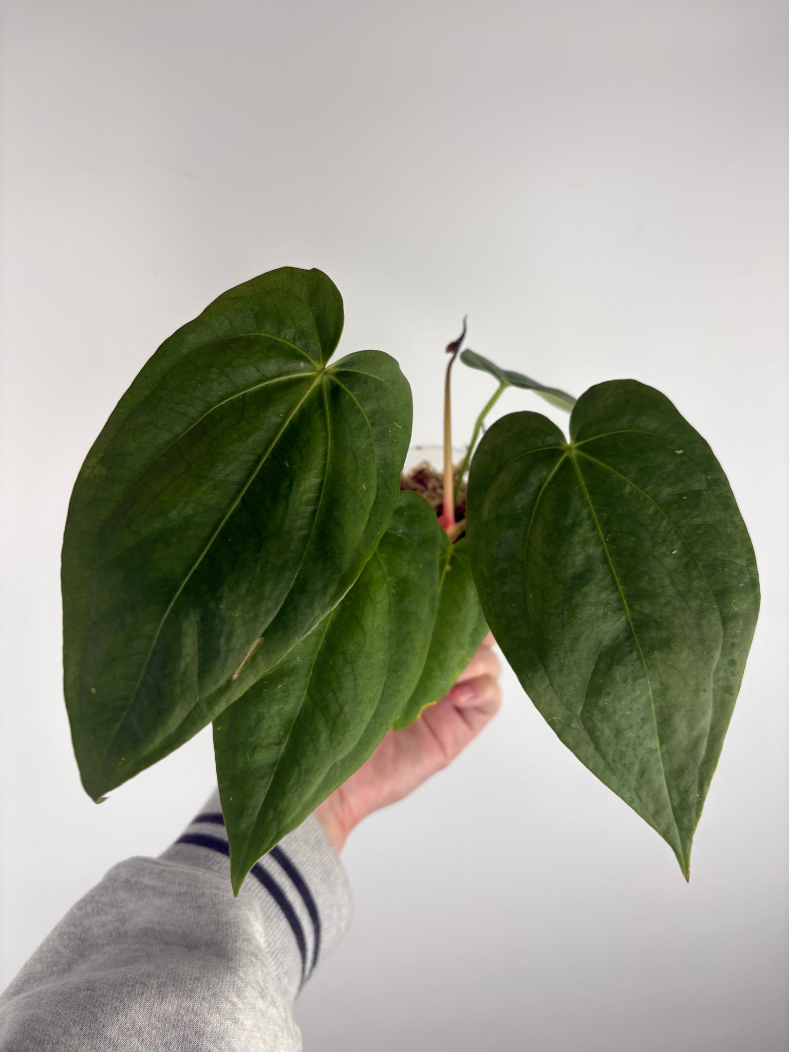 Anthurium Corduroy x dark pheonix A