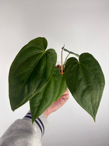 Anthurium Corduroy x dark pheonix A