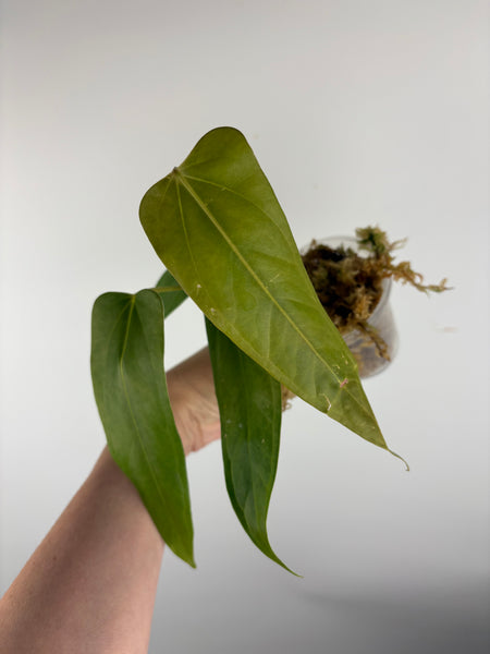 Anthurium Black sweet x farcatum B
