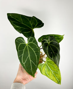 Anthurium stingray hybrid mutation