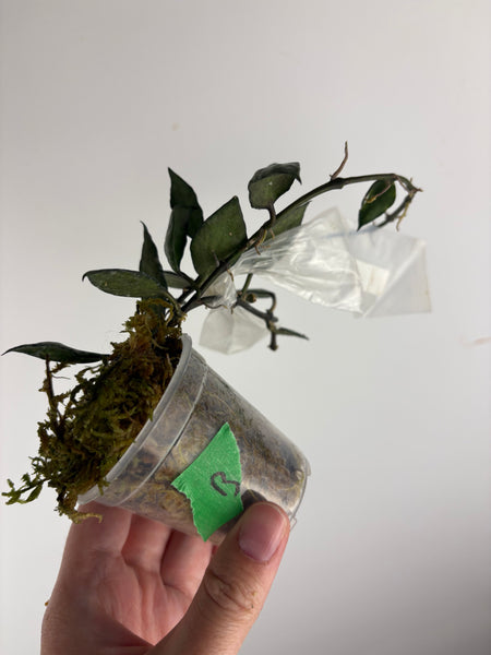 hoya lacunosa violet B