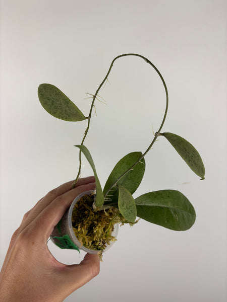 Hoya aff forbesii silver 5
