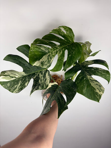 Monstera albo 1