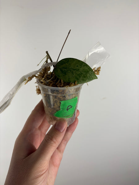 hoya verticillata pemalang galaxy A