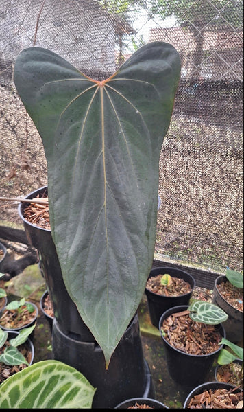 Anthurium king of spades x Fort Sherman A