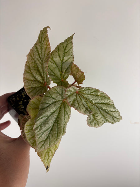 Begonia frosty