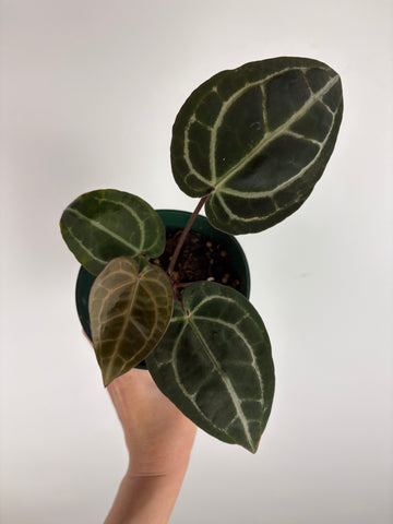 Anthurium 'Memoria Tim Anderson’ - (Doc Block Zara × Doc Block Michelle) X Anthurium Red Crystallinum from USA - 6