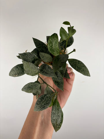 Hoya lacunosa gayung 10