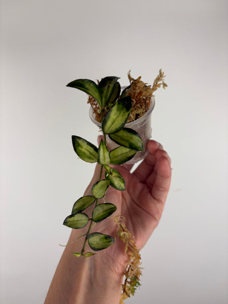 Hoya lacunosa Bruno 3