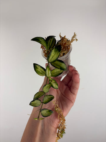 Hoya lacunosa Bruno 3
