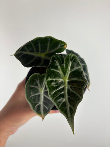 Alocasia Mandalay 4 inch