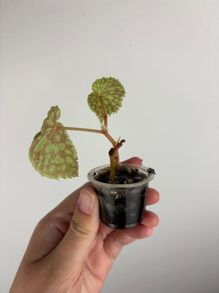 Begonia Chlorosticta Red