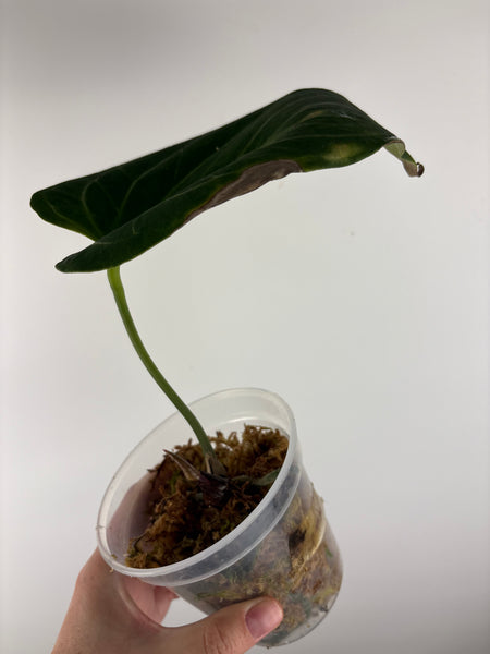 Anthurium king of spades As is