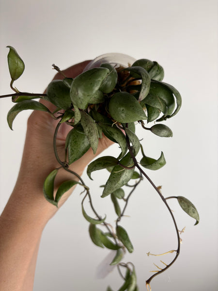 Hoya black edge