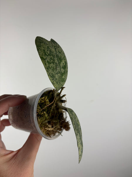 hoya deykeae morning dew B