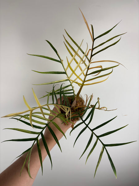 Philodendron tortum (Thailand)