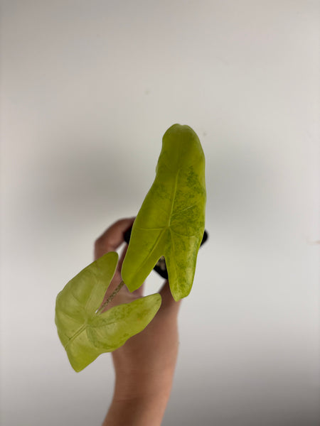 Alocasia Longiloba lemon lime