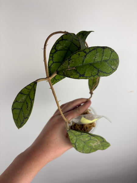 hoya callistophylla turtle C