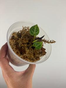 Anthurium Silver blush mutation B as is