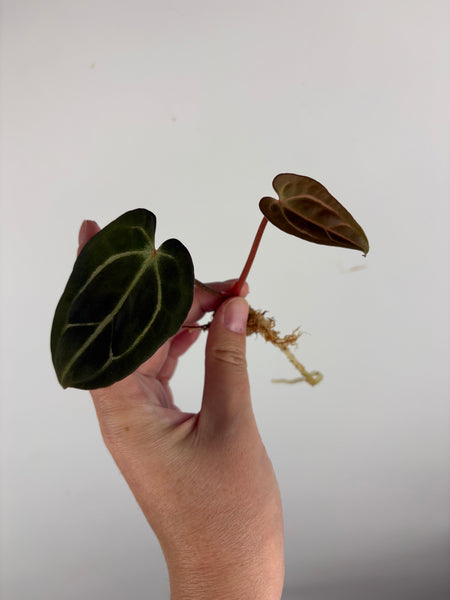 Anthurium
Carlablackiae x
Carlablackiae(Thailand)