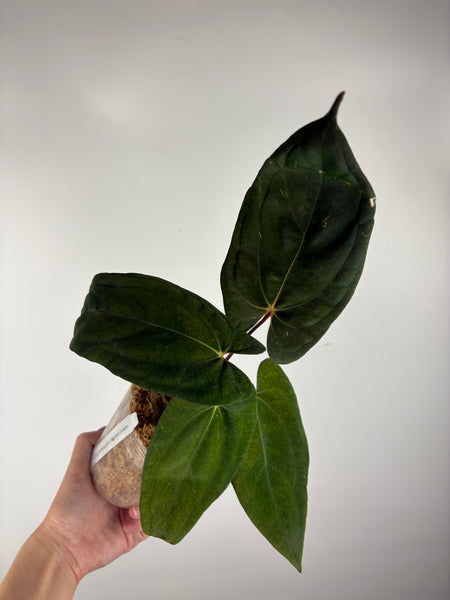 Anthurium papillilaminum fort sherman x red dark phoenix